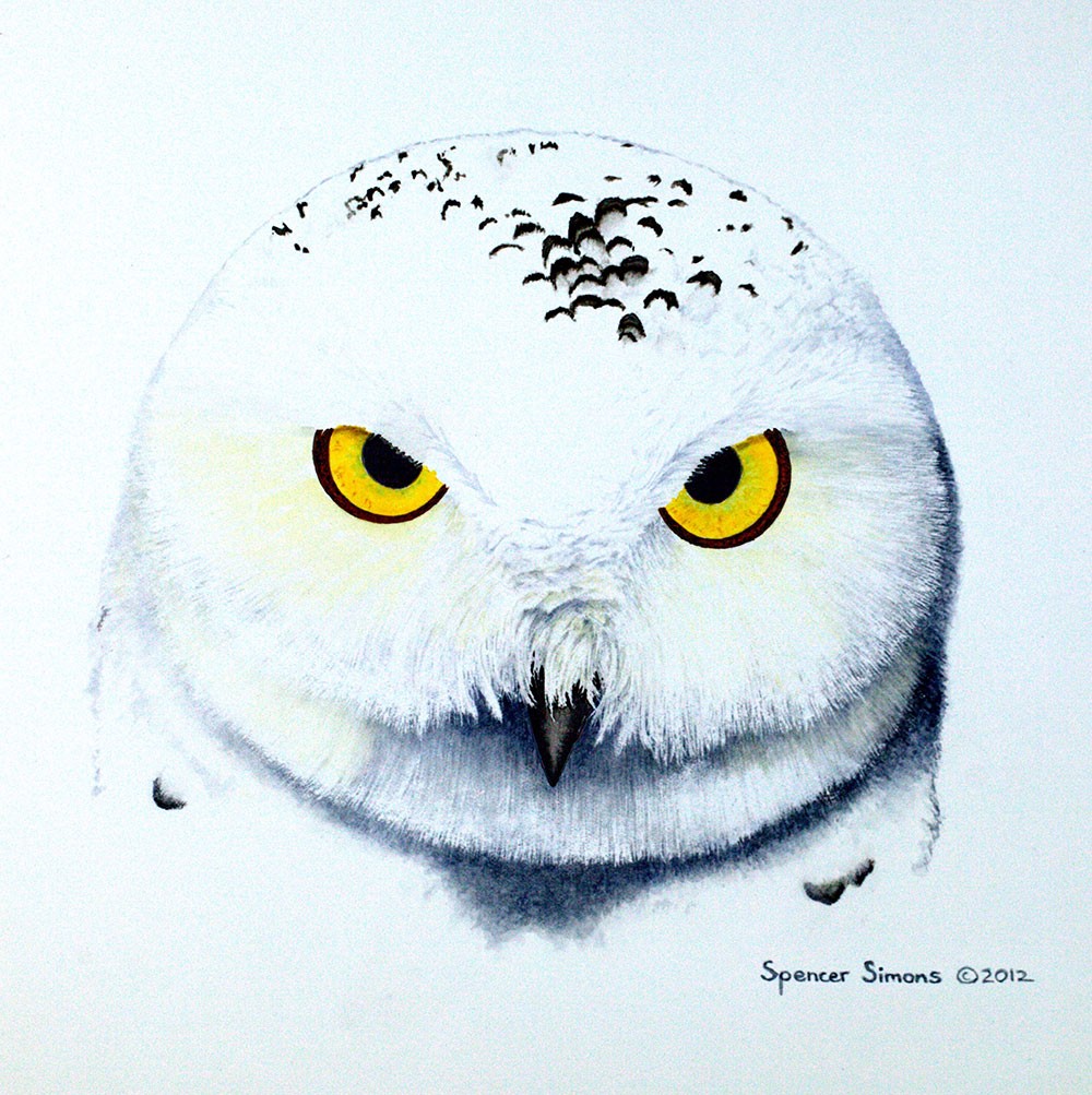 painting of snowy owl